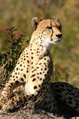 African Cats