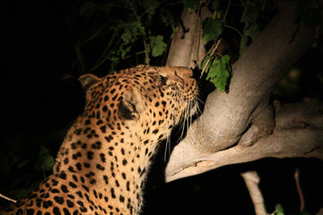 African Cats