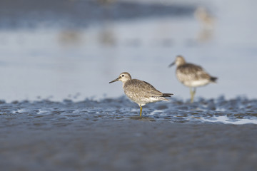 コオバシギ(red knot)