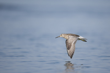オバシギ飛翔(Great Knot)