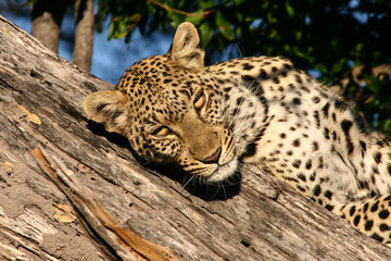 African Cats