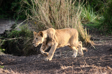 African Cats