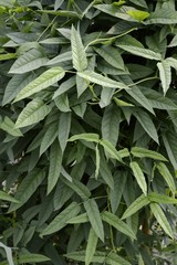 fresh green winged bean plants in nature garden