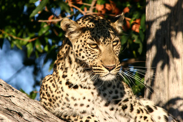 African Cats