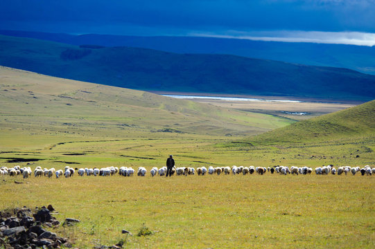  Georgia (country), Javakheti region, lake Paravani. Shepherd and sheep. 