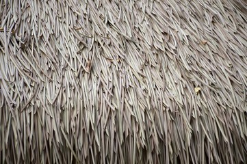 Nypa fruticans roof texture