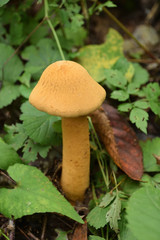 森のきのこ　コガネタケ