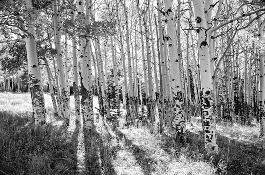 Aspen trees in black and white