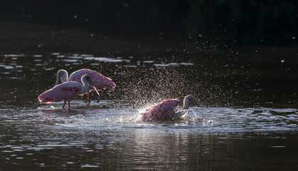 Fototapeta premium Roseate Spoonbills in the golden hour, J.N. ''Ding'' Darling Nat