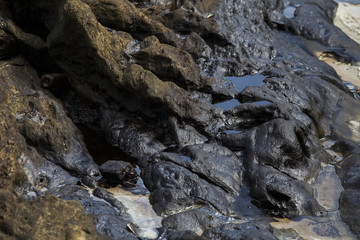 Crude oil on oil spill