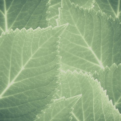 Vintage tone of Green leaves texture and background