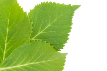 Green leaf isolated on white a background