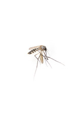 beware of mosquito, carrier of dengue fever, on white background