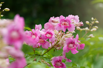 Beautiful background pink flowers. with soft focus