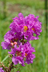 Beautiful background purple, violet flowers and yellow pollen wi