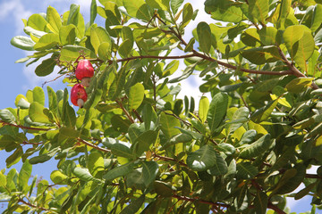 Cashew Tree