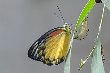 Butterfly molting in Southeast Asia.