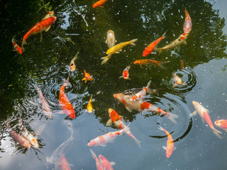 koi fish in koi pond in the garden