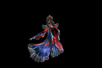 Betta fish (Half moon) or Siamese fighting fish on black background