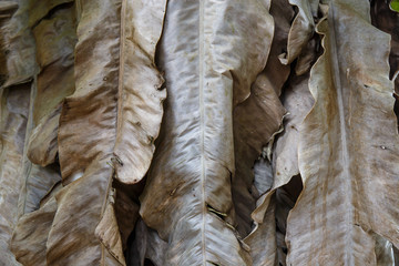 Dried banana leaves