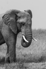 Naklejka premium Elephants d'afrique en Tanzanie, Serengeti