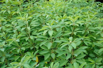 Rain drops on green leaves.