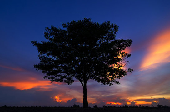 Silhouette of a tree