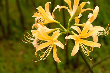Fototapeta premium cluster amaryllis(yellow)