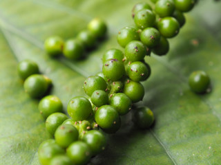 Green peppers on the leaf