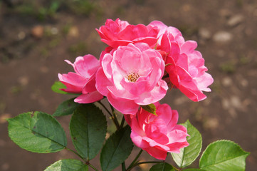Obraz premium Bush of red roses in garden