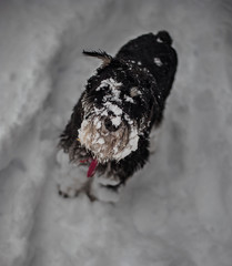 black dog in the snow, miniature schnauzer