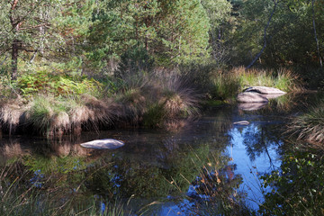 Mare de platière en foret de fontainebleau 