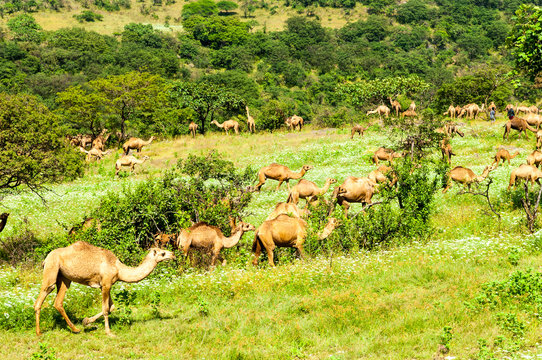 Camels in the green highlands of Salalah, Dhofar, Sultanate of Oman