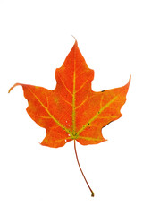 red autumn maple leaf isolated on white background