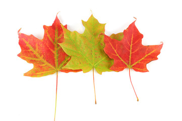 colorful autumn maple leaves isolated on white background