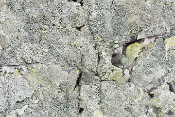 High Tatras - lichen on the rock - background