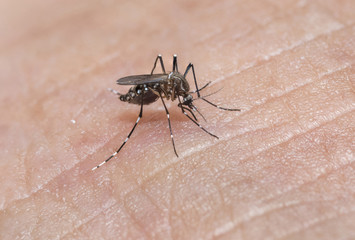 mosquito sucking blood on human skin ,Dengue fever virus, Zica virus aedes aegypti - Dengue, chikungunya fever, microcephaly