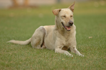 Laughhing Thai dog in a park