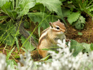 Naklejka na ściany i meble 草の中から出てきたリス / Squirrel that came out of the grass 