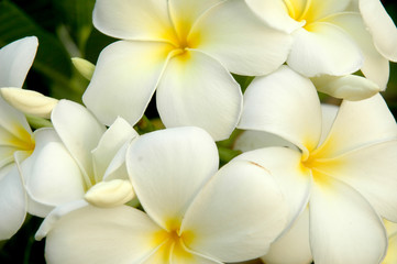 Fototapeta na wymiar White petals of frangipani plumeria
