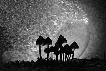 unusual photos of mushrooms with bubbles