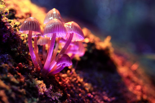 small poisonous mushrooms toadstool group psilocybin