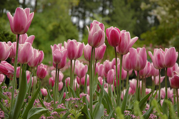 field of pink tulips