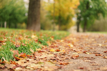 fallen maple leaves on the ground in park
