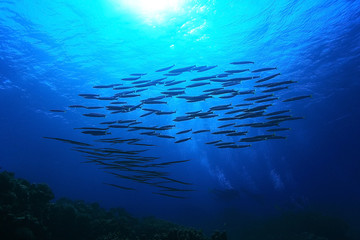 jamb of sea fish