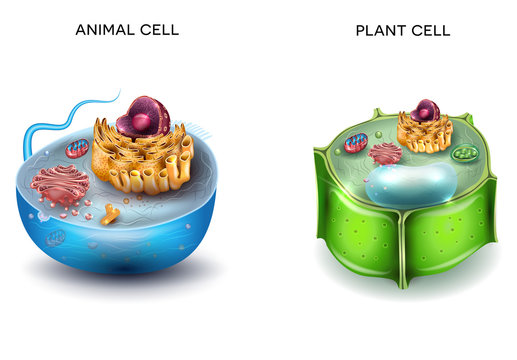 Animal Cell and Plant Cell structure, cross section detailed colorful anatomy.