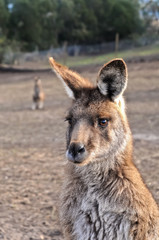 Fototapeta premium Portrait of beautiful female Australian Kangaroo