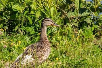 Duck on grass