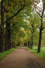 Fototapeta premium oak alley in park in early autumn