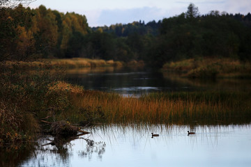 Fototapeta na wymiar Fall forest landscape river amazing autumn background